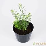 フラックスペレニアル 【苗】 ９ ｃｍ ポット ＜当店は 苗 種 鉢 培養土 ニーム の専門店＞