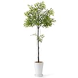 GREENPARK フィカス 皿付プランターL H35 造花 フェイクグリーン