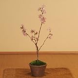 ミニ盆栽：啓翁桜(けいおうさくら・瀬戸焼小鉢)*（満開過ぎました）