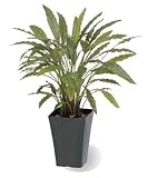 タカショー 観葉植物・グリーンデコ鉢付 カラテアG グリーン GD-164G お洒落でリアル