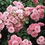 バラ苗 ロイヤルボニカ 国産新苗植え替え6号スリット鉢 修景用 フロリバンダ（FL） 四季咲き中輪 ピンク系