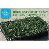 産地直送　とっても元気なタマリュウ（玉竜）2.5号　40ポット　（約1平方メートル分）