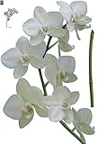 Brewster Plage PL160820 Peel & Stick Aglae Orchid European Wall Decals [並行輸入品]