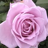 バラ苗 つるブルームーン 国産新苗4号ポリ鉢 つるバラ(CL) 返り咲き 紫系