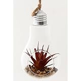 ガラス多肉植物 電球瓶 B 蓋付き 商品コード：56413 不二貿易