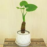 観葉植物:クワズイモ*つぼ型柄入 受け皿付 ゼオライト アンティークホワイト