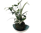 ハルディン こけ玉 皿付き 寄せ植え