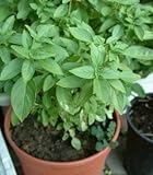 中華料理に頻繁に用いられる九層塔　120粒