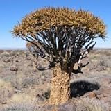 【多肉植物/種子】Aloe Dichotoma ★アロエ・ディコトマ 種子５粒 [並行輸入品]