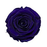 KIARA プリザーブドフラワー ローズ Ｌサイズ/5-5.5cm (8輪入り)　オーシャンブルー