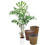 クジャクヤシ 【バスケット(鉢カバー) 付き】 バスケット01