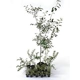 ナチュラル 日なた セットアップガーデン 植木 苗 セット商品