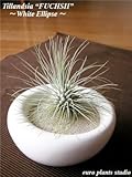 エアープランツチランジア・フックシィ / ホワイトイリプス / AirPlants Tillandsia・Fuchsii / White Ellipse / インテリアグリーン / ミニ観葉植物