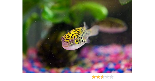 Amazon 熱帯魚 フグ ミドリフグ サイズ 3 4cm 10匹 増子水景 観賞魚 水中生物 通販