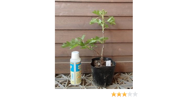 Amazon 薬膳果 食用大実 サンザシ 北京 果樹苗 果物