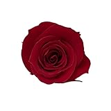 KIARA プリザーブドフラワー ローズ Ｍサイズ/3-4cm (9輪入り)　レッド