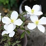 クレマチス・モンタナ 3寸ポット苗