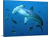 GREAT BIGキャンバスギャラリー‐ Scalloped Hammerhead Shark、コスタリカ 60" x 45" 1957917_1_60x45_none