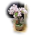 4月にサクラのお花見を 八重桜 旭山桜盆栽 咲いたときはリビング お花見 桜盆栽 綺麗な八重のピンクのサクラです