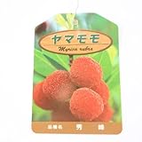 庭木：山桃（やまもも） 品種をお選び下さい！　接ぎ木苗　　樹高：約70ｃｍ (秀峰)