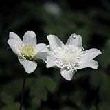 【山野草】八重咲イチゲ