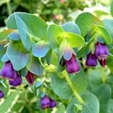 【耐寒性】　セリンセマヨール　プルプレッセンス　2株セット　【イングリッシュガーデン】 【カラーリーフ】