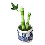 ミリオンバンブー 万年竹 ちりめん細工 観葉植物 ミニプランター 敬老の日に 幸せを呼ぶちりめん細工のミリオンバンブー【健康運アップに!】