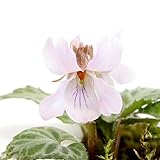 (山野草)斑入りヒナスミレ(斑入雛菫) 3号(1ポット) 本州・四国限定[生体]