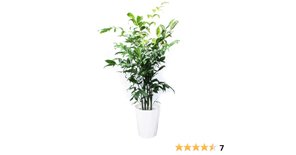 Amazon 高性チャメドレア 観葉植物 本物 10号 大鉢 観葉植物 インテリア 大型 ヤシの木 ヤシ オシャレ 大きい 尺鉢 観葉植物 オンライン通販