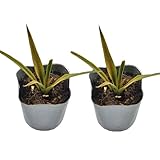 パイナップル(ソフトタッチ種)苗2鉢セット