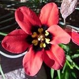 Sparaxis pillansii - Harlequin flower - 10 seeds