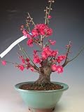 盆栽　梅　花芽付き！紅千鳥（一重咲き、赤花）2017早春開花予定