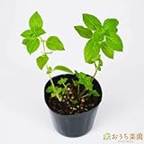 レモンミント 【苗】 ９ ｃｍ ポット ＜当店は 苗 種 鉢 培養土 ニーム の専門店＞