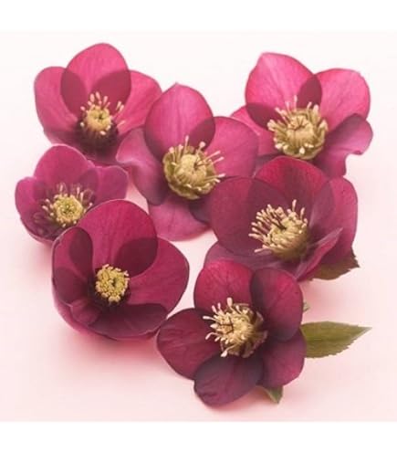 Amazon | クリスマスローズ 一重咲きブラック系シングル 9cmポット苗 | 花