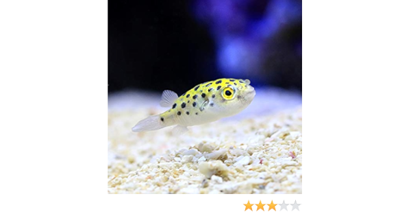 Amazon 海水魚 ミドリフグ ｓサイズ １匹 北海道 九州航空便要保温 Charm チャーム 観賞魚 水中生物 通販