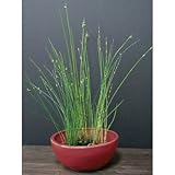 ビオトープセットE 水生植物 鉢付き(エンジ色) 植木 苗 セット商品