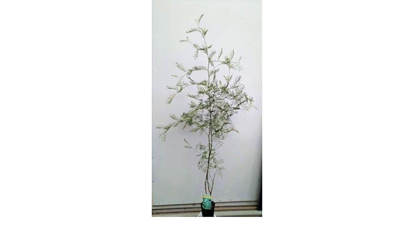 Amazon アカシア デアネイ 170 ディーンワトル 四季咲き品種 ミモザ 植木