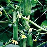 きゅうり 種 【 ドカナリ千成 】 種子 小袋（8粒）