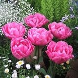 チューリップ　越爛漫（新潟4号）　５球入