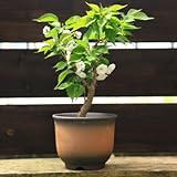 豪華な八重桜盆栽：万里桜（ばんりざくら）