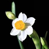 盆栽水草の種子白い水仙種子100粒/多くのDIY紫