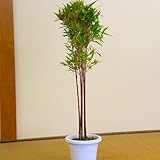 縁起物：朱竹(中)