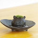 苔盆栽 モスモス モスカエル 黒 受け皿セット
