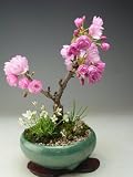 桜盆栽 花芽付き!旭山桜の寄せ植え 2018春開花予定
