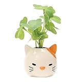 ノルコーポレーション クローバーフレンズポッド ルームフレグランス ネコ OAKUR0104