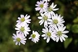 【山野草】キヨスミシラヤマギク