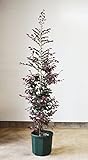 [送料無料] 自信の自家生産 紅花トキワマンサク ポットモデル 120-150cm シンボルツリー 目隠し にオススメです！ 植木 庭木 苗木 鉢植え