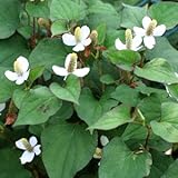 [ 山菜 ] ドクダミ苗 3.5寸ポット