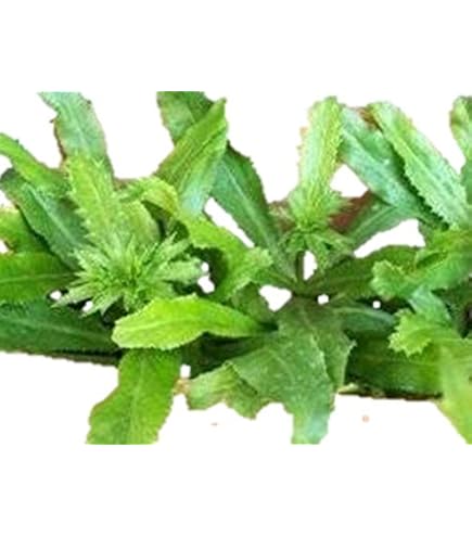 Amazon.co.jp: 植物種子 ノコギリコリアンダー 種 70粒 : DIY・工具