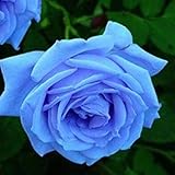 Light Grey : Lady Most Fevorite garden flowers Seeds Pot Bonsai Rose Seed Professional Seedling floe